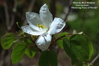 Bauhinia acuminata