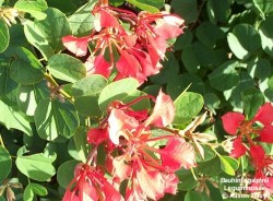 Bauhinia galpinii