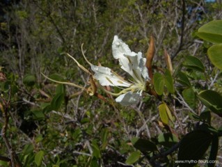 Bauhinia petersiana ssp. petersiana