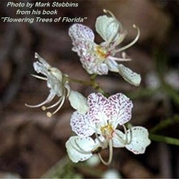 Bauhinia retusa