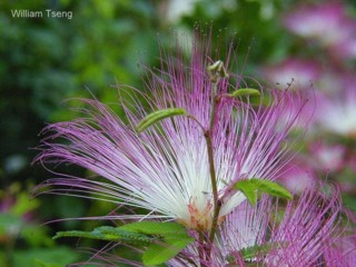 Calliandra surinamensis