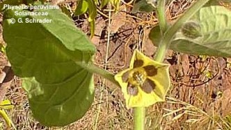 Physalis peruviana