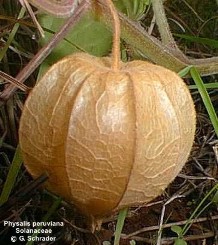 Physalis peruviana