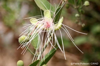 Capparis tomentosa