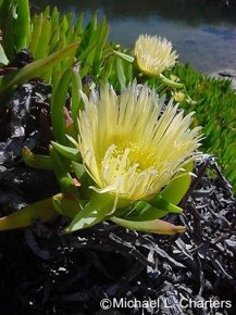 Carpobrotus edulis ssp. edulis