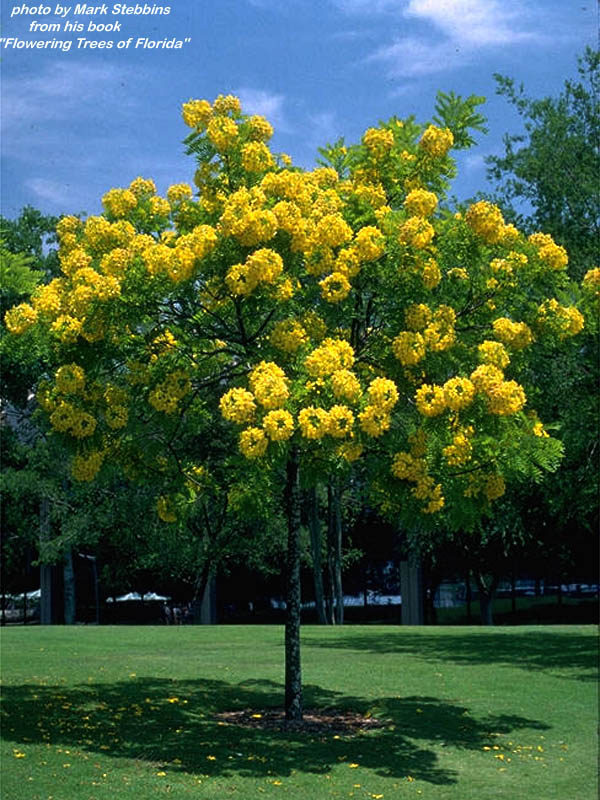 Baum Mit Hoher Krone