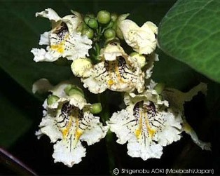 Catalpa ovata