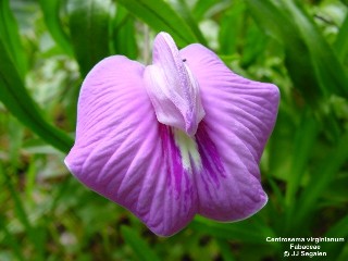 Centrosema virginianum