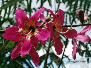 Chorisia speciosa 