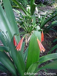 Clivia nobilis