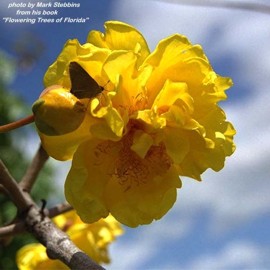 Cochlospermum vitifolium