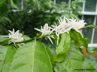 Coffea canephora