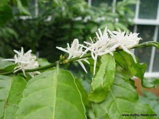 Coffea canephora