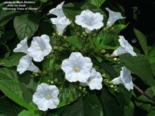 Cordia superba