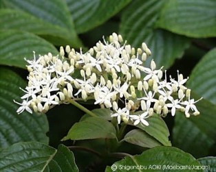 Cornus controversa 