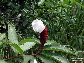 Cheilocostus speciosus