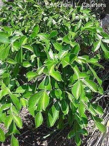 Cussonia spicata