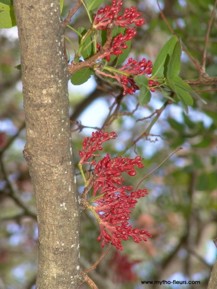Cussonia spicata