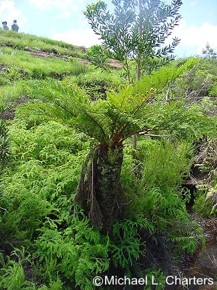 Cyathea dregei