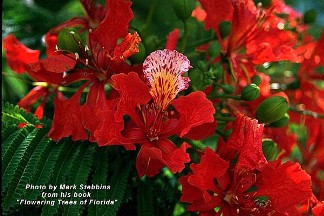 Delonix regia