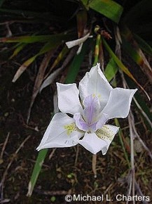Dietes grandiflora