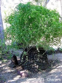 Dioscorea elephantipes