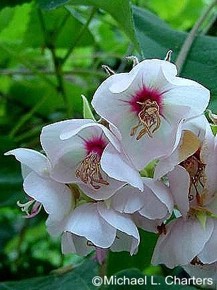 Dombeya burgessiae