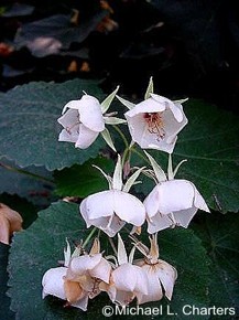 Dombeya tiliacea