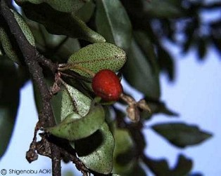 Elaeagnus multiflora 