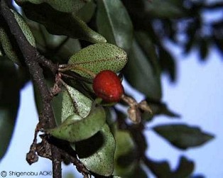 Elaeagnus multiflora 