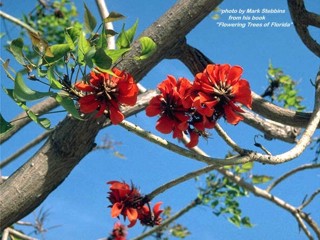 Erythrina caffra