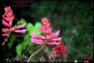 Erythrina herbacea