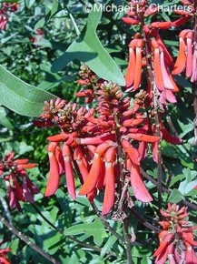 Erythrina humeana