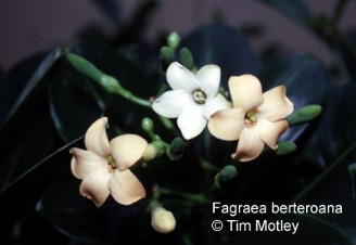 Fagraea berteroana