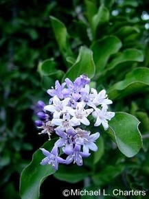 Gardenia cornuta