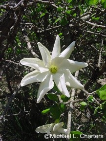 Gardenia spathulifolia