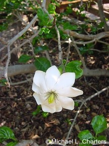 Gardenia thunbergia