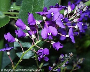 Hardenbergia violacea