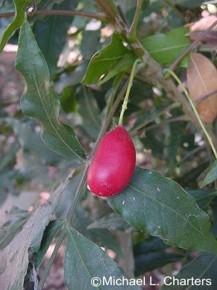 Harpephyllum caffrum 