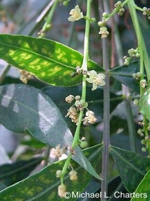 Harpephyllum caffrum