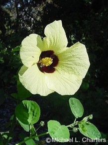 Hibiscus calyphyllus