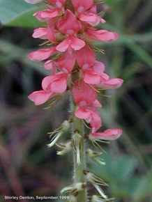 Indigofera hirsuta