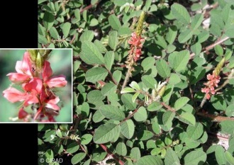 Indigofera hirsuta