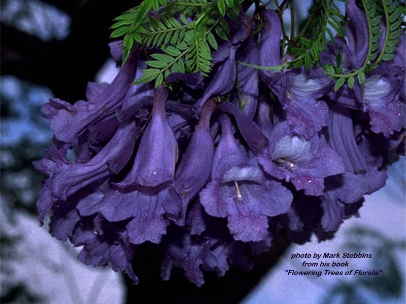 Exotische Nutz und Zierpflanzen Jacaranda mimosifolia