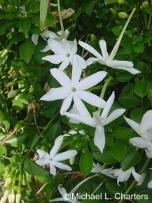 Jasminum angulare