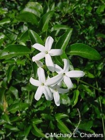 Jasminum quinatum