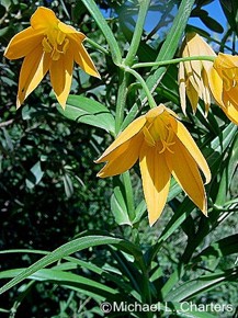 Gloriosa modesta