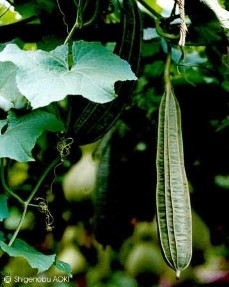 Luffa acutangula