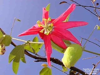 Passiflora manicata