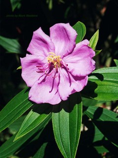 Melastoma sanguineum